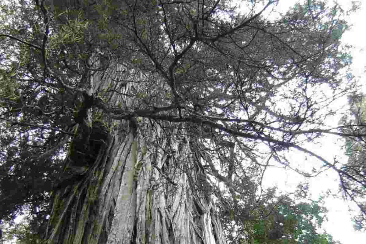 La ricerca sulla longevità degli alberi ha rivelato che questi organismi non subiscono una senescenza programmata come accade in molti animali.