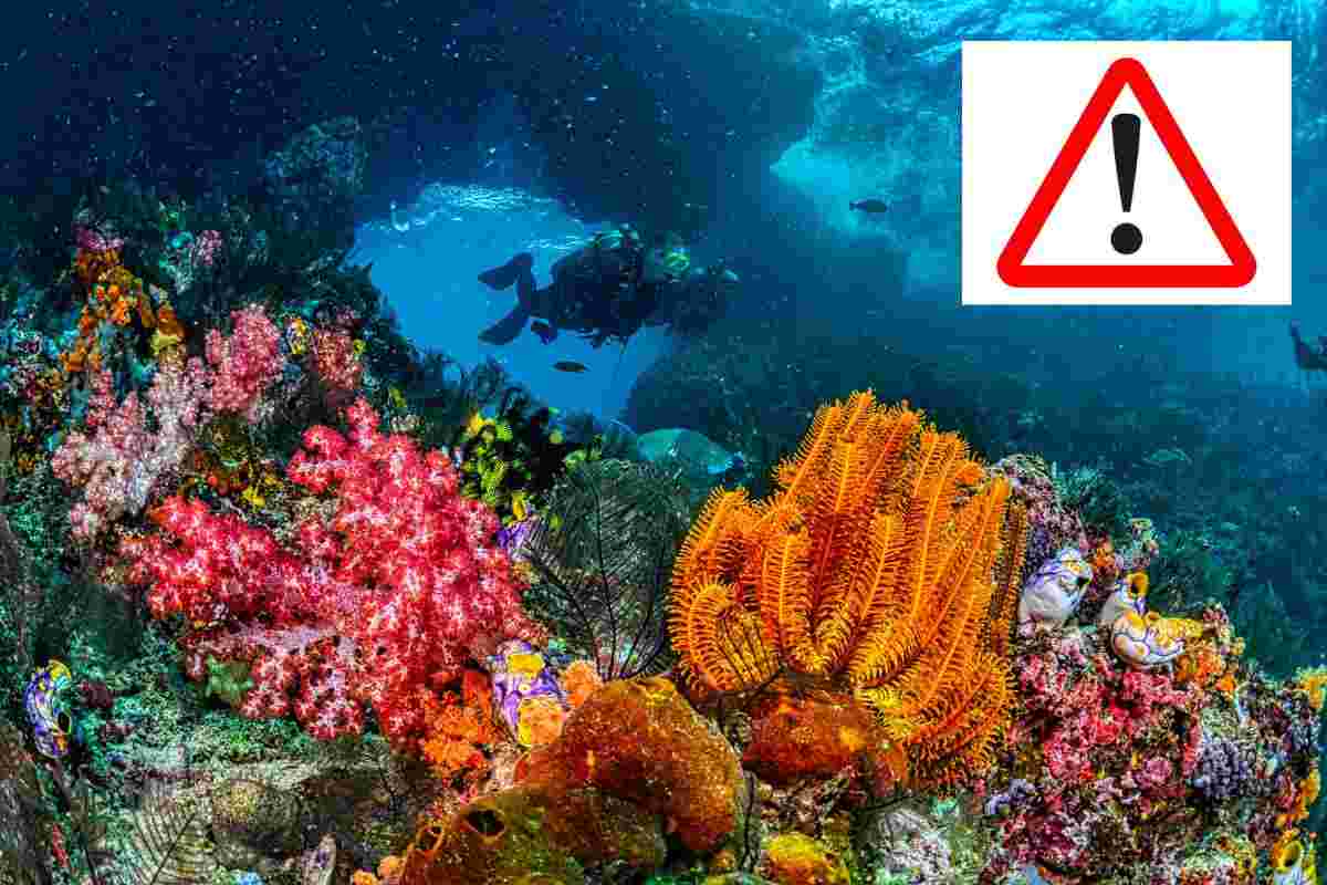barriera corallina ricci mare allarme